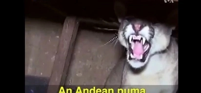 Family Comes Home To Find An Aggressive Puma Under Their Table