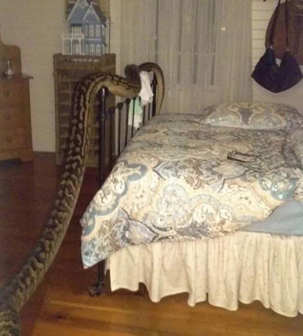 She Wakes Up To See 16 FOOT PYTHON Surprise She Wakes Up To See 16 FOOT PYTHON Surprise