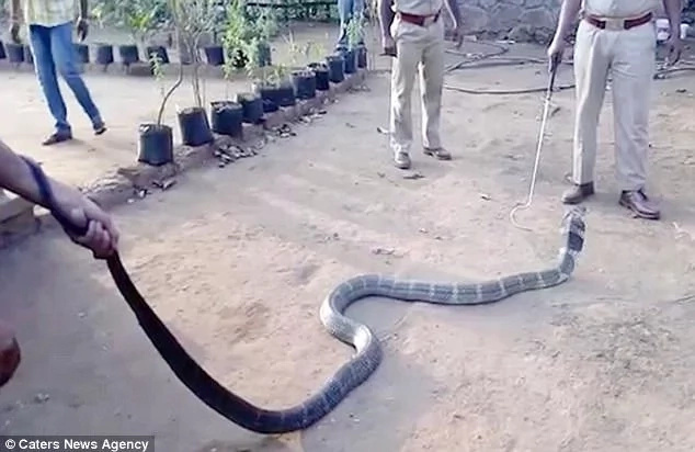 cobra-thirsty cobra-thirsty