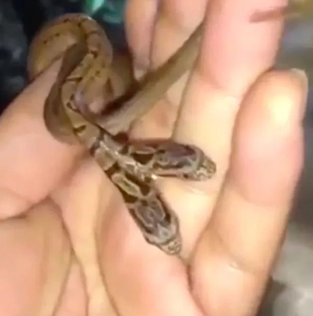 See scary TWO-HEADED snake whose one head is more aggressive than the other (photos, video) See scary TWO-HEADED snake whose one head is more aggressive than the other (photos, video)