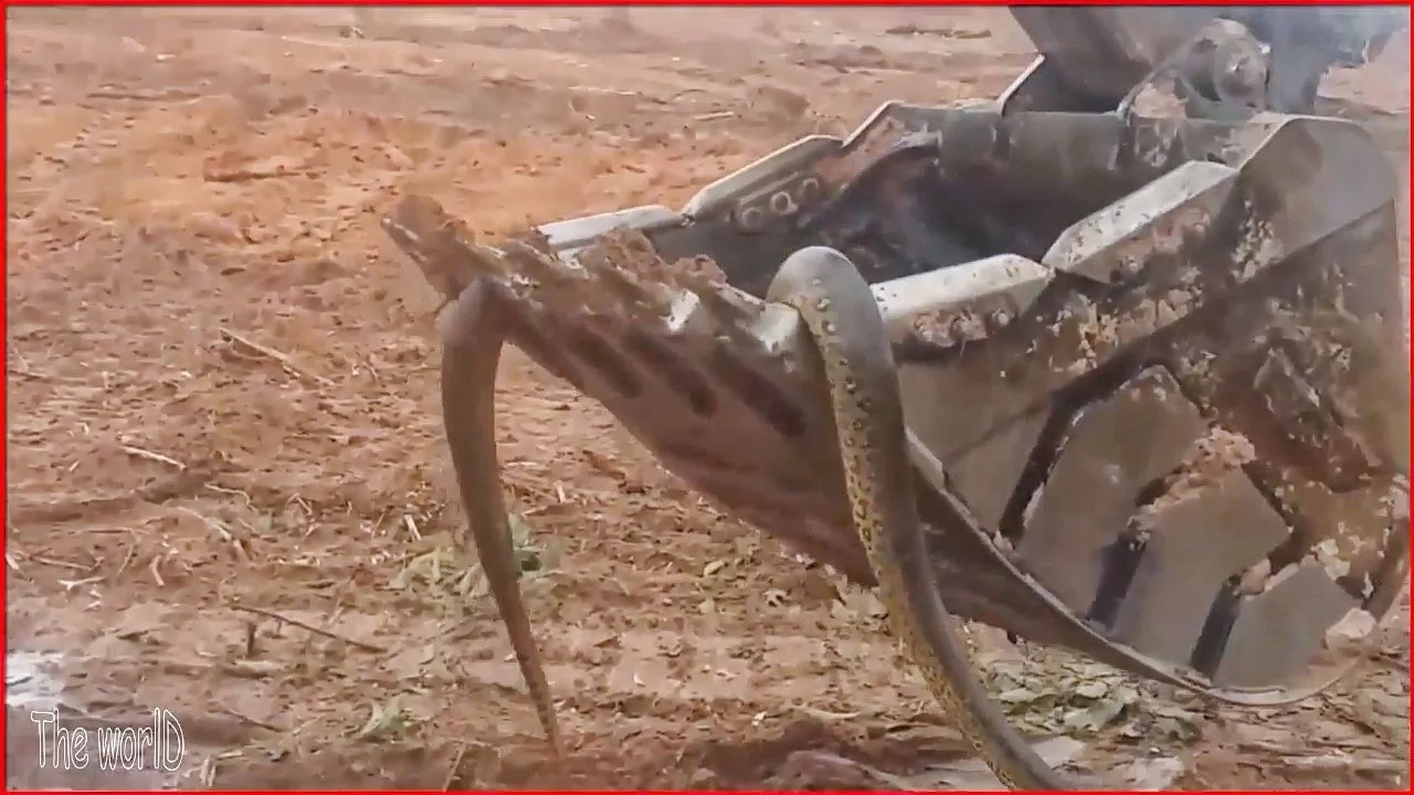This Anaconda Definitely Don’t Want None! Must-watch: INTERESTING VIDEO of Anaconda vs. Tractor Excavator This Anaconda Definitely Don’t Want None! Must-watch: INTERESTING VIDEO of Anaconda vs. Tractor Excavator