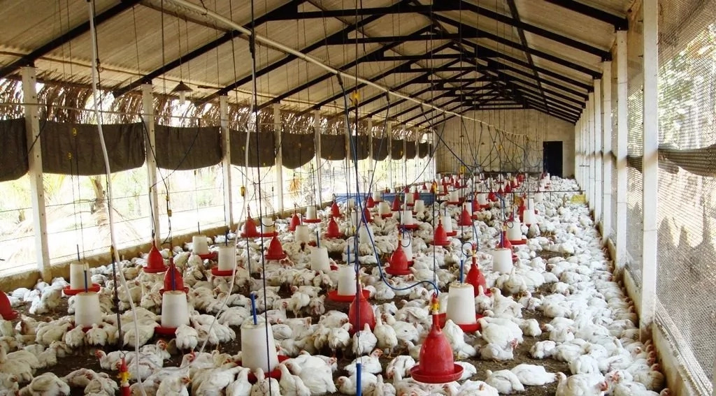 Download How To Start Poultry Farming In Kenya Background