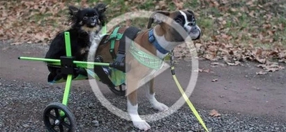 Video of two legged dog’s, who seeing sea first time will make your day