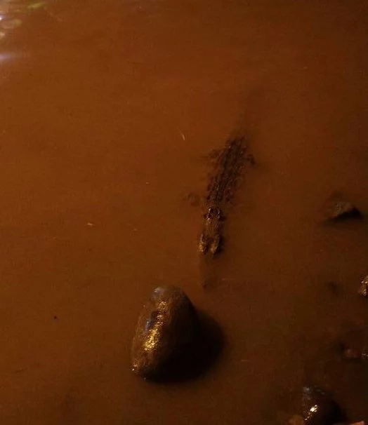 Crocodile in Davao scared bystanders during a flood Crocodile in Davao scared bystanders during a flood