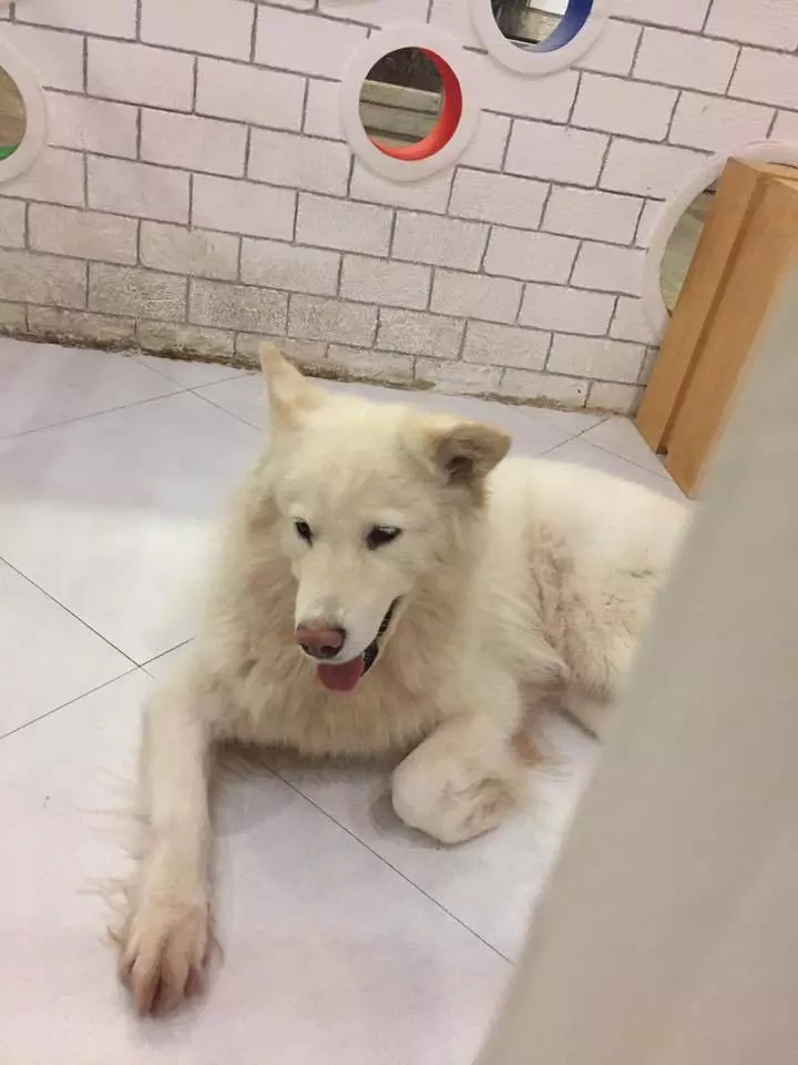 dog-cafe dog-cafe