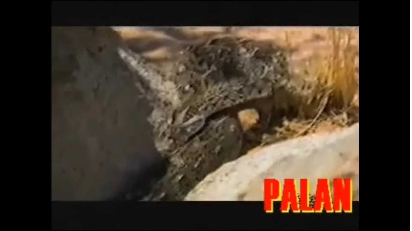 Shocking Video Of Bear Grylls Eating Raw Snake Shocking Video Of Bear Grylls Eating Raw Snake