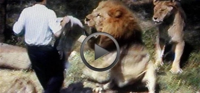 WATCH: These 10 clips of violent LIONS attacking humans will terrify you!