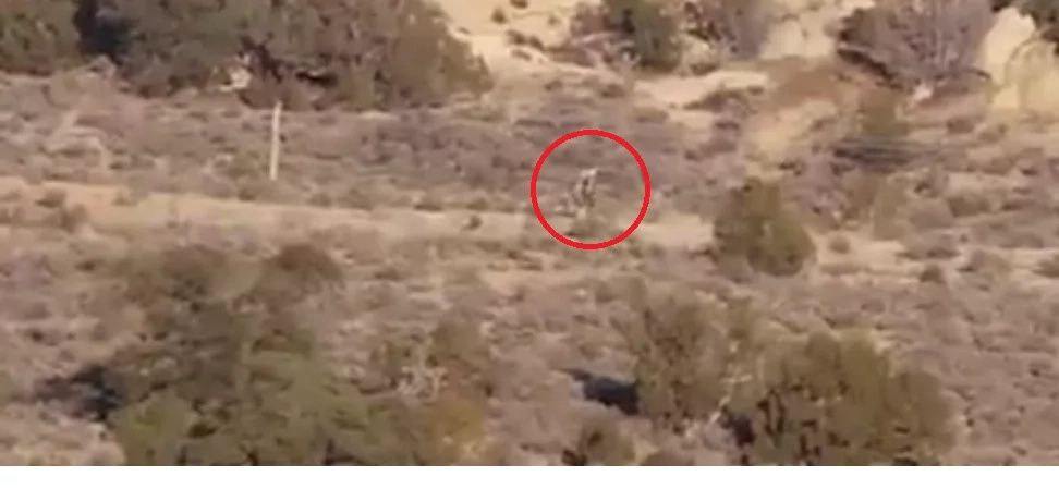 Scary alien was caught roaming the hillside! Scary alien was caught roaming the hillside!
