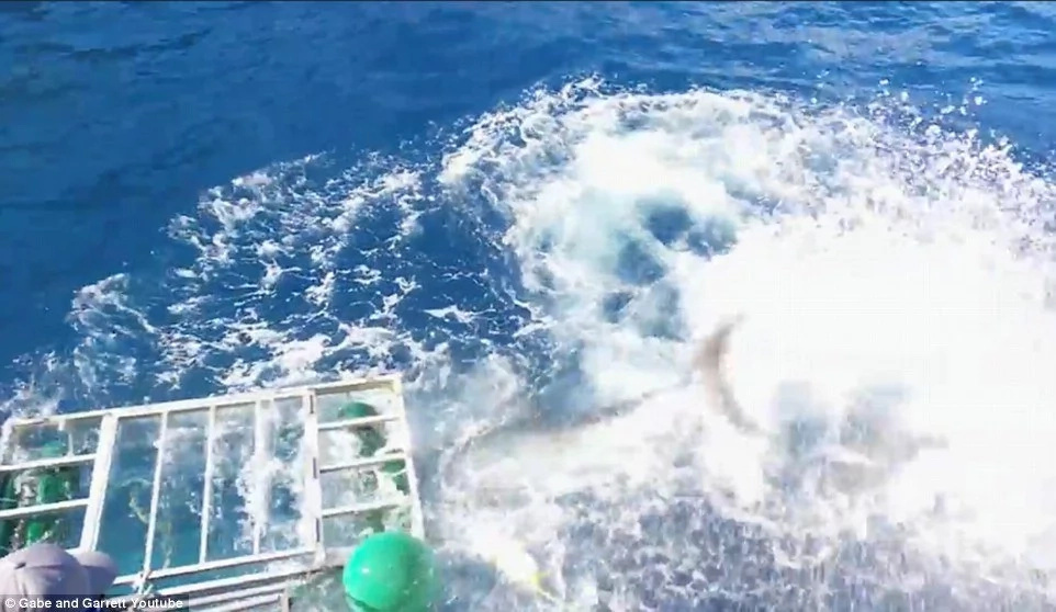 Diver Is Trapped Inside A Cage With WHITE SHARK (Attention: Graphic Video) Diver Is Trapped Inside A Cage With WHITE SHARK (Attention: Graphic Video)