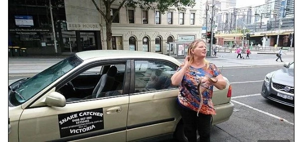 Python jumps on car's FRONT WINDOW as woman drives through a an urban street (photos, video) Python jumps on car's FRONT WINDOW as woman drives through a an urban street (photos, video)