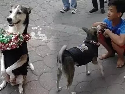 Amazing dog near LRT station sends boy to school by performing tricks
