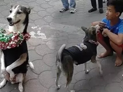 Amazing dog near LRT station sends boy to school by performing tricks