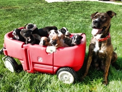 Pregnant Pit Bull Refuses To Give Birth When Foster Parents Are Stunned By Her Ultrasound