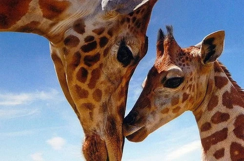 Epic footage two giraffes fight each other! Epic footage two giraffes fight each other!