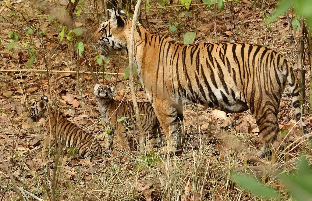 Tiger population increases worldwide thanks to conservation Tiger population increases worldwide thanks to conservation