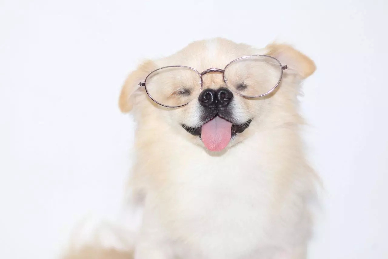 Blind dog is the source of pride and joy of its owner Blind dog is the source of pride and joy of its owner