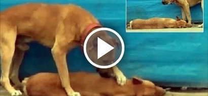 Passionate dog won't leave his lifeless soulmate, tries to revive him