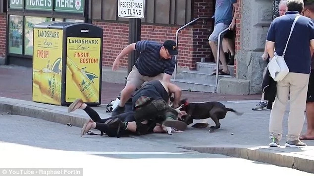 Pit bull savagely attacks little beagle and his female owner Pit bull savagely attacks little beagle and his female owner