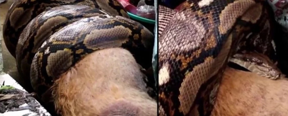 Woman Wakes Up To Find Her Dog BEING EATEN By A Python Woman Wakes Up To Find Her Dog BEING EATEN By A Python