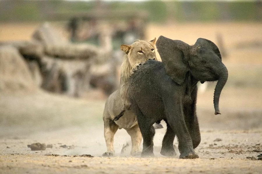 Heartbreaking photos of how a baby elephant became lionfood Heartbreaking photos of how a baby elephant became lionfood