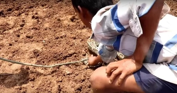 Two Fearless Boys Pick Two Extremely Large Snakes Like Sticks. Watch This Jaw-Dropping And Daring Adventure Of These Two Boys In The Farm. Two Fearless Boys Pick Two Extremely Large Snakes Like Sticks. Watch This Jaw-Dropping And Daring Adventure Of These Two Boys In The Farm.
