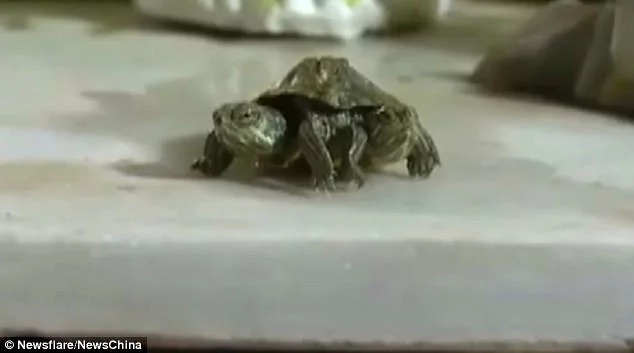 Wonders! Extremely rare reptile with 2 HEADS and 6 LEGS spotted in China (photos) Wonders! Extremely rare reptile with 2 HEADS and 6 LEGS spotted in China (photos)