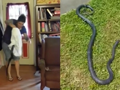 Woman single-handedly catches snake in her living room, bravely traps it inside a pillowcase