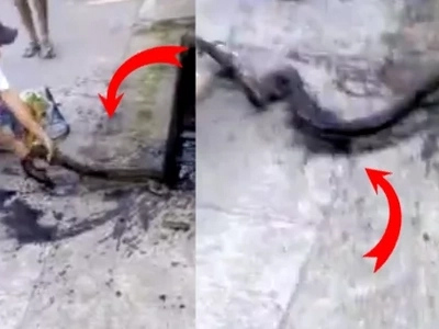 Action-packed captivity of enormous snake in Batangas leaves netizens in shock