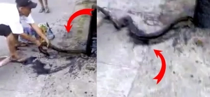 Action-packed captivity of enormous snake in Batangas leaves netizens in shock