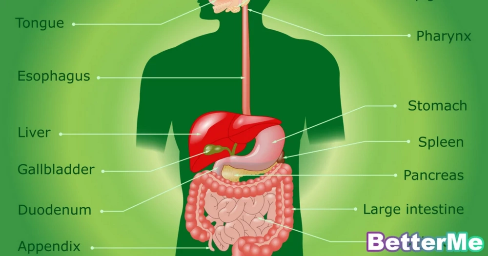 Get to Know Your Digestive System