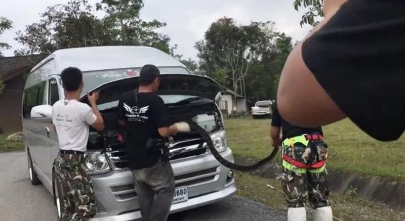 4 Meter King Cobra Crawls Into Schoolbus In Thailand 4 Meter King Cobra Crawls Into Schoolbus In Thailand
