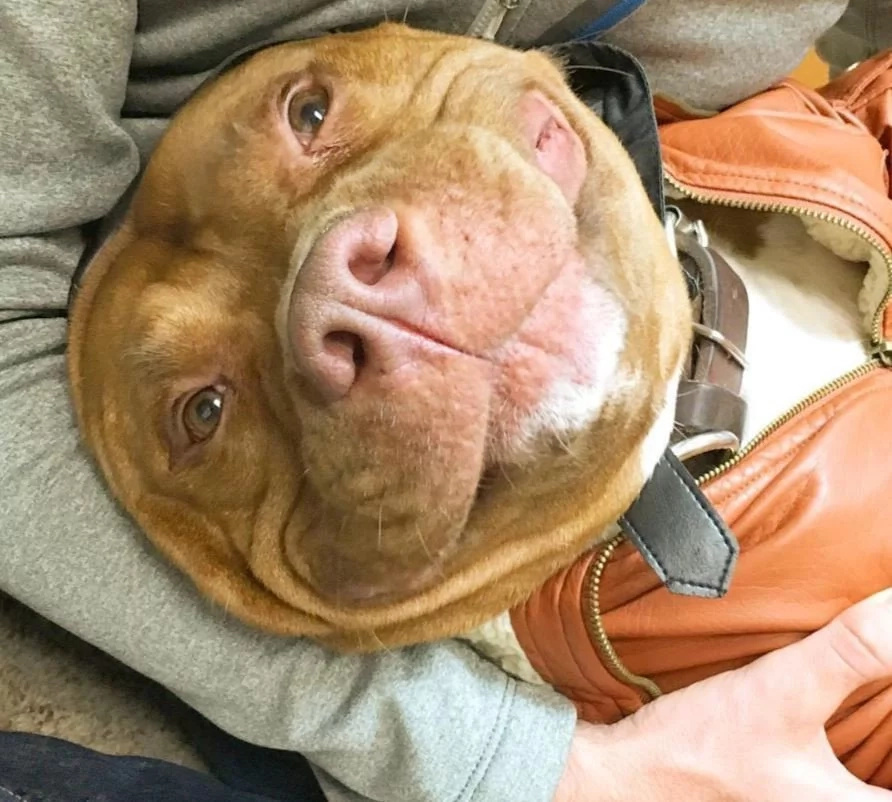 Meaty McMeatster won't stop smiling since the day he was taken from shelter Meaty McMeatster won't stop smiling since the day he was taken from shelter