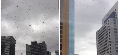 Netizen catches eerie scene of hundreds of bees flying around Ortigas