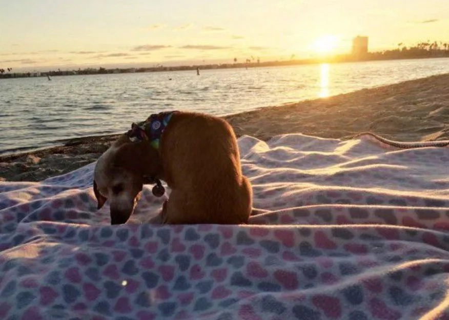 Blind 18-Year-Old Dog Had No Happiness in Her Life Until These People Adopted Her (6+ Pics) Blind 18-Year-Old Dog Had No Happiness in Her Life Until These People Adopted Her (6+ Pics)