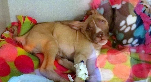 This heroic pitbull saved the life of a little puppy! This heroic pitbull saved the life of a little puppy!