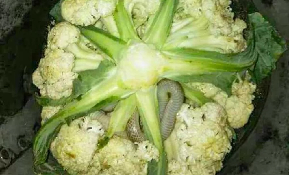 Woman buys a cauliflower from suspicious street vendor. When she looks in its bottom, she spots this little guy moving Woman buys a cauliflower from suspicious street vendor. When she looks in its bottom, she spots this little guy moving