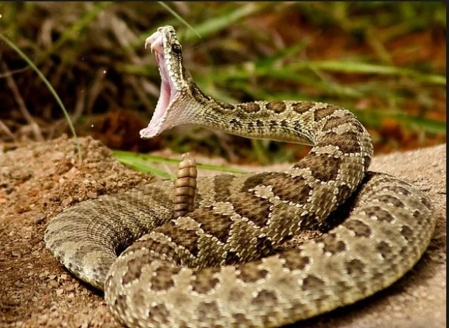 rattle snake rattle snake
