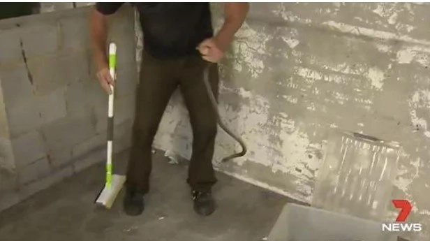Extremely Dangerous Tiger Snake Almost Kills Man Taking Out Trash Extremely Dangerous Tiger Snake Almost Kills Man Taking Out Trash