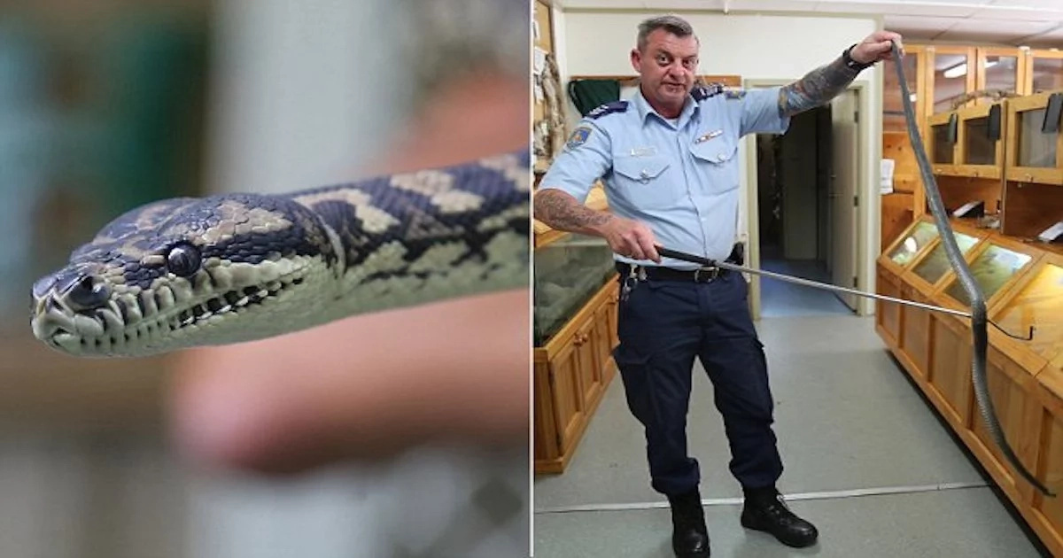 2-meter long jungle python addicted to METH sent to prison rehab to fight his drug addiction (photos, video)
