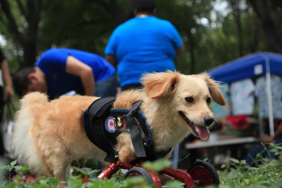 Dog born without hind legs can finally walk on her own Dog born without hind legs can finally walk on her own