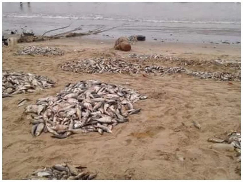 Chinese company under fire as several fish and wildlife are found dead in BLOODY stream (photos) Chinese company under fire as several fish and wildlife are found dead in BLOODY stream (photos)