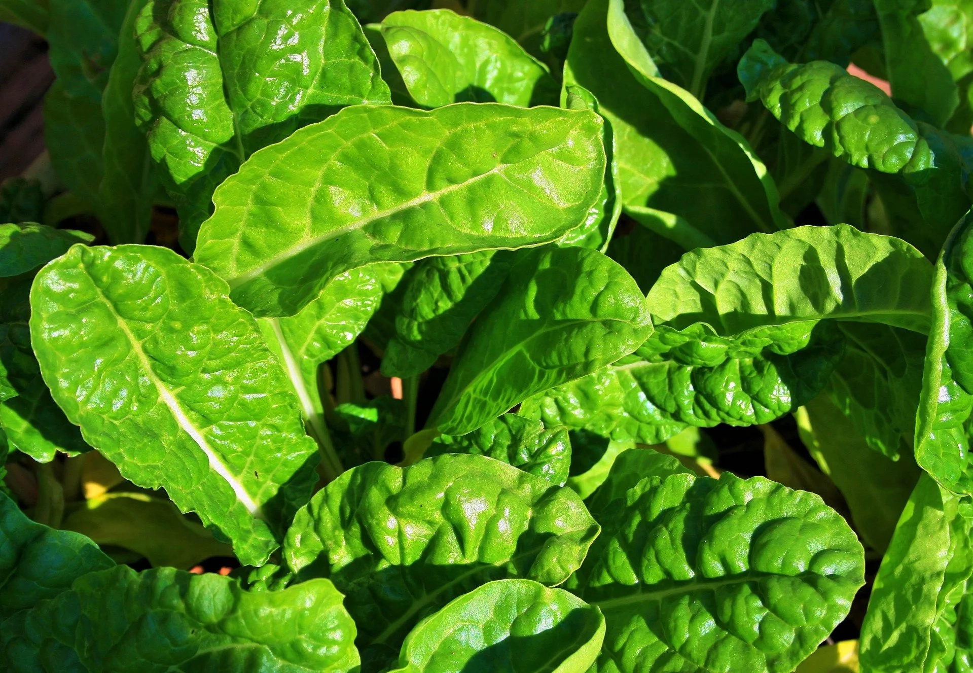 how-to-start-spinach-farming-in-kenya-tuko-co-ke