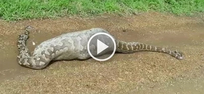 Amazing footage of a gargantuan python that dies trying to digest a whole antelope