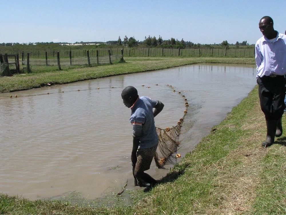 fish selling business plan in kenya