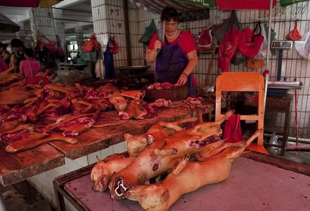 China’s controversial dog-meat festival ended China’s controversial dog-meat festival ended