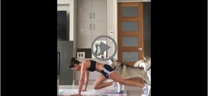 VIDEO: What these huskies did while this woman is working out will make you laugh