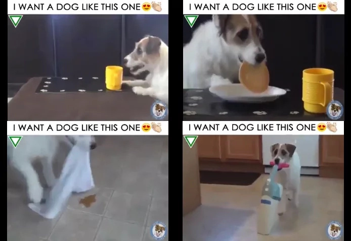 Useful dog trick video has charmed netizens anywhere in the globe Useful dog trick video has charmed netizens anywhere in the globe