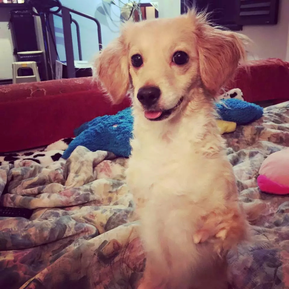 Dog born without hind legs can finally walk on her own Dog born without hind legs can finally walk on her own