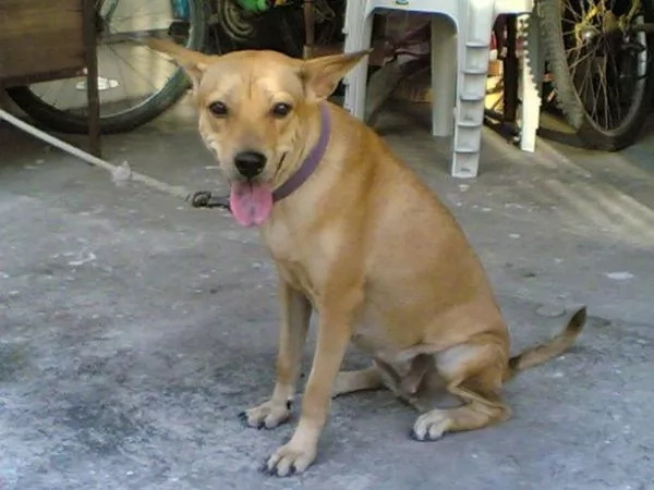 Student made to perform oral sex on dog during initiation Student made to perform oral sex on dog during initiation