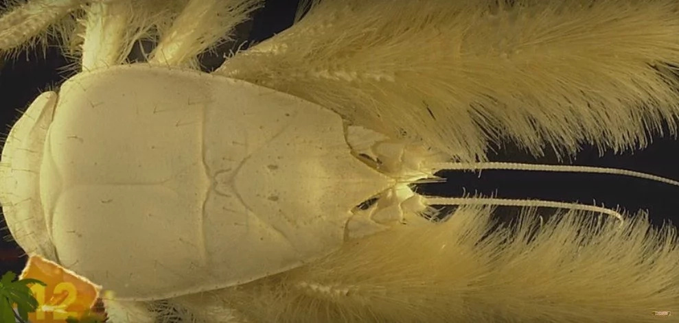 10 Deep Sea Creatures Too Strange To Believe 10 Deep Sea Creatures Too Strange To Believe